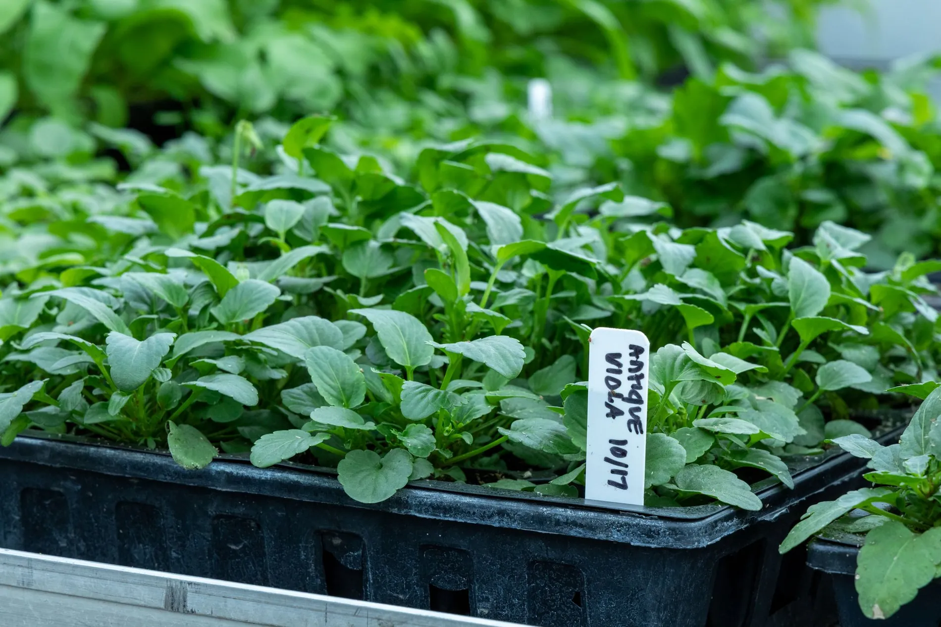 Rows of young green plants in a growing tray