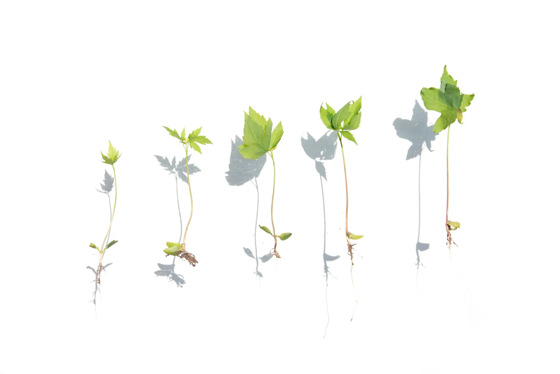 Young seedlings on a white background